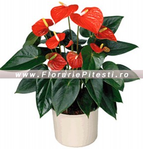Anthurium la ghiveci
