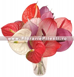 Anthurium mix