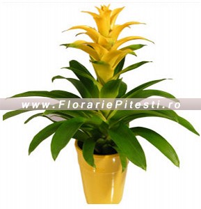Guzmania galbena