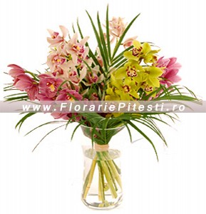 Orhidee cymbidium mix