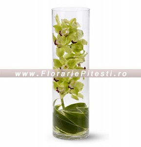 Orhideea cymbidium in vaza