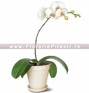 Orhideea phalaenopsis