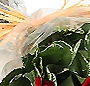 13 trandafiri rosii