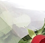19 Rosii