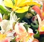 Alstroemeria mix