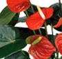Anthurium la ghiveci