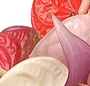 Anthurium mix