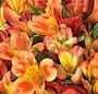 Buchet alstroemeria