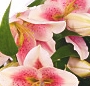Buchet crini imperiali