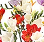 Buchet cu frezii