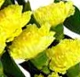 Buchet garoafe galbene