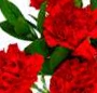 Buchet garoafe rosii