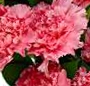 Buchet garoafe roz