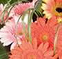 Buchet gerbera multicolore