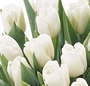 Buchet lalele albe