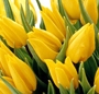 Buchet lalele galbene
