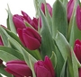 Buchet lalele mov