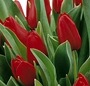 Buchet lalele rosii