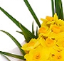 Buchet narcise