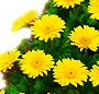 Coroana gerbera