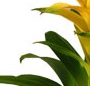 Guzmania galbena