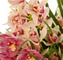 Orhidee cymbidium mix
