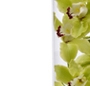 Orhideea cymbidium in vaza