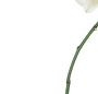 Orhideea phalaenopsis