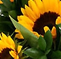 Soare de august