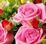 Spectacol floral