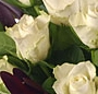 Trandafiri stralucitori