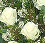 Trandafiri cu gypsophila