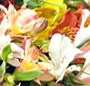 Alstroemeria mix