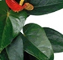 Anthurium la ghiveci