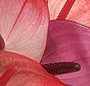 Anthurium mix