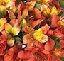 Buchet alstroemeria
