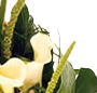 Buchet cale albe