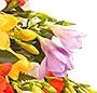 Buchet frezii multicolore