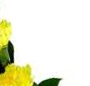 Buchet garoafe galbene