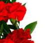 Buchet garoafe rosii