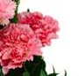 Buchet garoafe roz