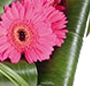 Buchet gerbera multicolore