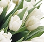 Buchet lalele albe