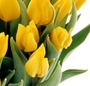 Buchet lalele galbene