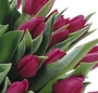 Buchet lalele mov