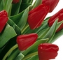 Buchet lalele rosii