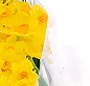 Buchet narcise