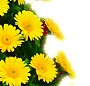 Coroana gerbera