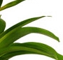 Guzmania galbena
