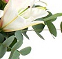 O sclipire